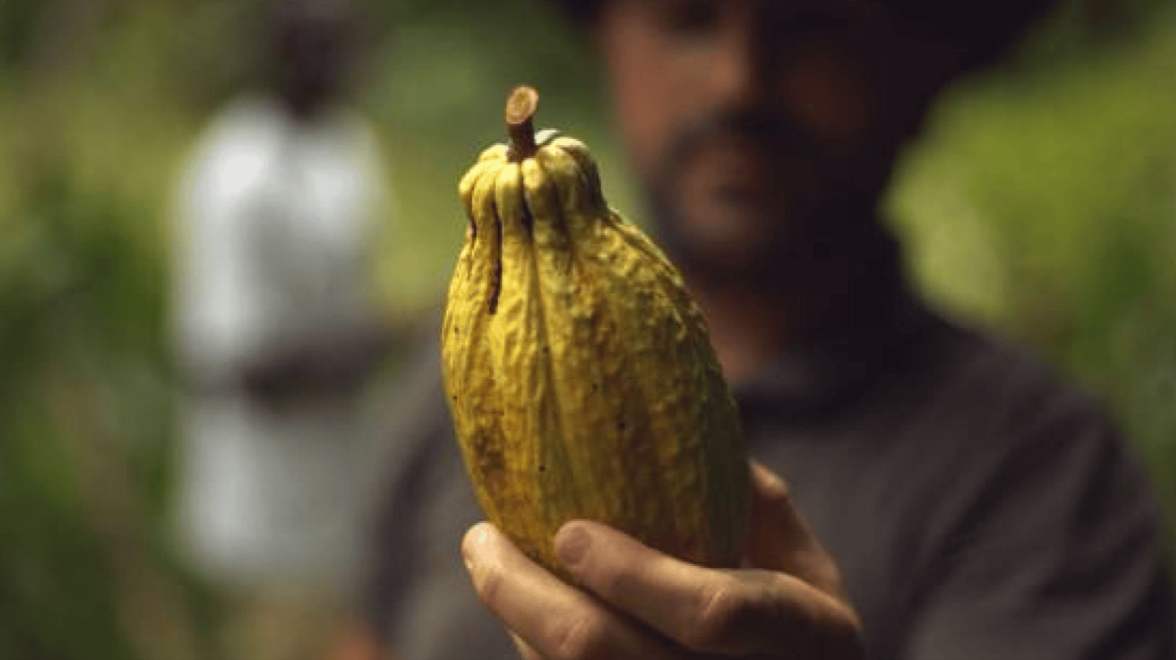 A freshly harvested cacao pod